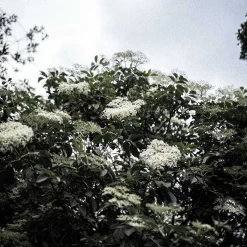 Ansigtsolie Antioxidant - Solbær u0026 Hyldeblomst
