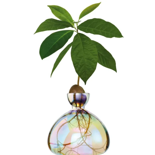 Avocado Vase - Cosmic Lyra