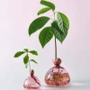 Avocado Vase - Rose Pink