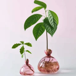 Avocado Vase - Rose Pink