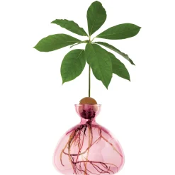 Avocado Vase - Rose Pink