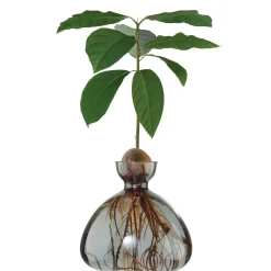Avocado Vase - Smoke Grey