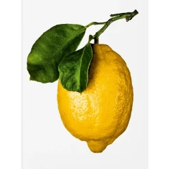 The Gourmand's Lemon. A Collection of Stories and Recipes