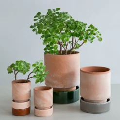 The Hoff Saucer, Underskål - Quartz Rose